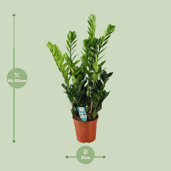 Glücksfeder Zamioculcas – Zimmerpflanze – Ø21cm – ca. 75cm hoch – Luftreinigend & pflegeleicht – Für halbschattige Innenbereiche – Plant