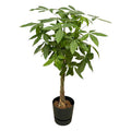 Pachira Aquatica – Glückskastanie – Zimmerpflanze ca. 160cm – Ø30cm – inkl. Pflanzgefäß Greenville Schwarz – Plant