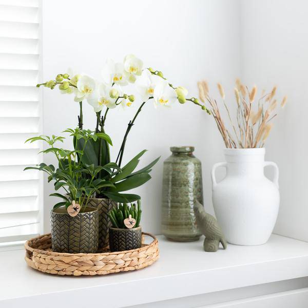 Dekorative Schale Zimmerpflanze Ø30cm – pflegeleichte Grünpflanze für Wohnzimmer, Büro & helle Standorte kaufen – Plant