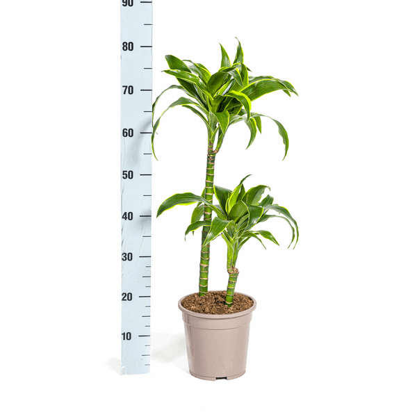 Dracaena deremensis ‘Dorado’ – Drachenbaum – Zimmerpflanze Ø19cm – 70–90cm hoch – Pflegeleichte Grünpflanze mit dunkelgrünen Blättern & gelbem Rand – Luftreinigend – Plant