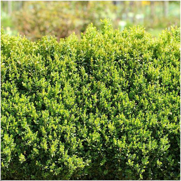Buchsbaum – Buxus Sempervirens – immergrüne Heckenpflanze – 6 Pflanzen – Gesamt 1m Länge – Ø12cm – 20cm hoch – pflegeleichte Gartenpflanze – Plant