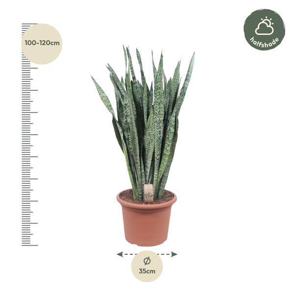 Ceylon – Bogenhanf – Sansevieria Zeylenica – Zimmerpflanze 110cm – Ø35cm – Pflegeleichte Grünpflanze für Wohnzimmer, Büro & Schlafzimmer – Plant