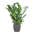 Zamioculcas Zamiifolia Glücksfeder – robuste Zimmerpflanze ↕80cm Ø21cm – pflegeleichte Smaragdpalme im nachhaltigen Viber Topf Grau – Plant