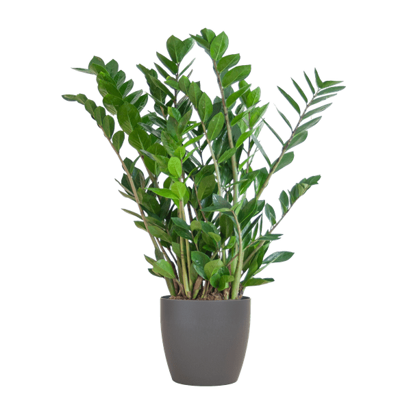 Zamioculcas Zamiifolia Glücksfeder – robuste Zimmerpflanze ↕80cm Ø21cm – pflegeleichte Smaragdpalme im nachhaltigen Viber Topf Grau – Plant