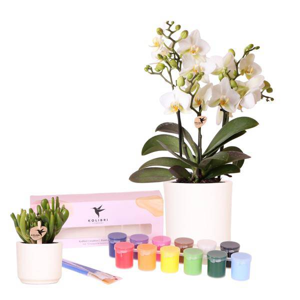 Malset Blumentöpfe bemalen mit Orchideen & Sukkulenten – DIY Kreativset für mindestens 4 Personen – Bastelset für Kinder & Erwachsene – Plant