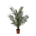 Phönix Canariensis – Kanarische Dattelpalme – Palme ca. 170cm hoch – Ø24cm – Exotische Zimmer – & Gartenpflanze – Plant