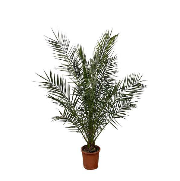 Phönix Canariensis – Kanarische Dattelpalme – Palme ca. 170cm hoch – Ø24cm – Exotische Zimmer – & Gartenpflanze – Plant