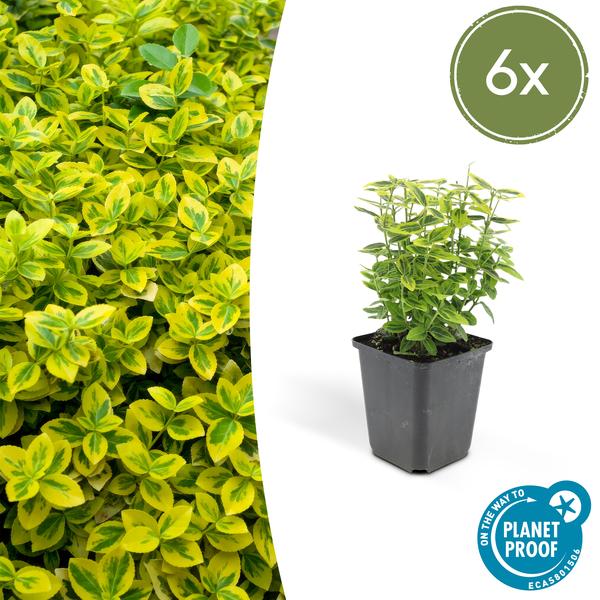 Spindelstrauch Euonymus fortunei 'Emerald 'n Gold' – ↕10-25cm – Ø9cm – Immergrün, gelb – grünes Laub – Hecke, Beet & Solitär – Plant