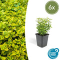 Spindelstrauch Euonymus fortunei 'Emerald 'n Gold' – ↕10-25cm – Ø9cm – Immergrün, gelb – grünes Laub – Hecke, Beet & Solitär – Plant