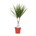 Drachenbaum Dracaena Marginata Zimmerpflanze Ø14cm ↕55cm – pflegeleichte Grünpflanze für Wohnzimmer, Büro & helle Standorte kaufen – Plant