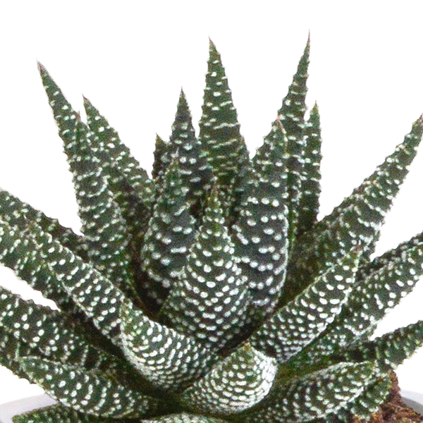 Sukkulenten Mix Gasteria & Haworthia – Ø8,5cm Zimmerpflanzen im Terrakotta – Topf – Verschiedene Mini – Sukkulenten – Plant