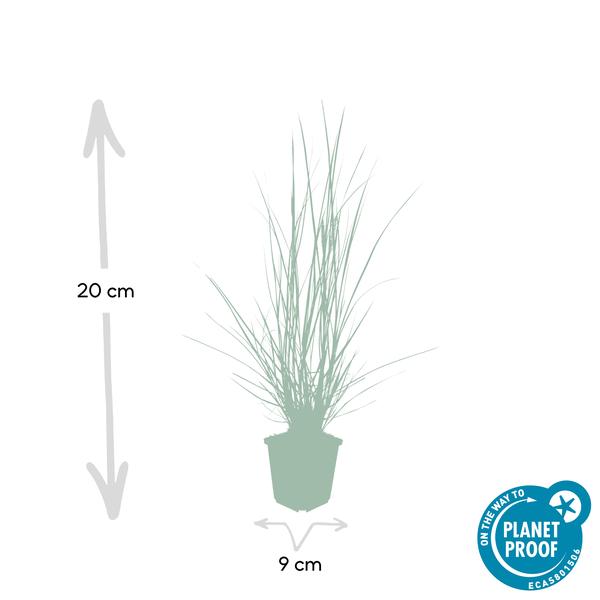 Lampenputzergras Pennisetum alopecuroides 'Hameln' – ↕10-25cm – Ø9cm – Cremige Blüten von August – Herbst – Plant