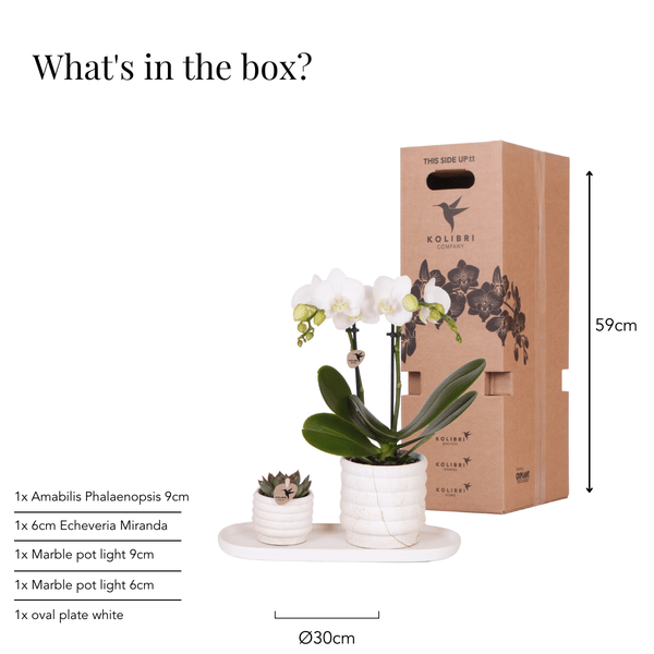 Phalaenopsis Orchidee Lausanne Weiß + Sukkulente – Pflanzenset – Zimmerpflanze inkl. Keramik Topfset im Marmor – Design & Tablett – Plant