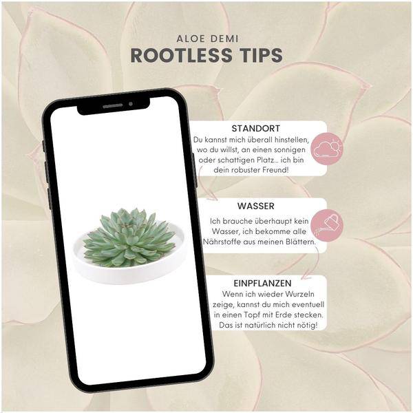 Sukkulente – Echeveria pulidonis Rootless – Ø20cm Schale Weiß – Zimmerpflanze ohne Wurzeln – Pflegeleichte Schnitt – Plant