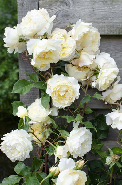 Weiße Kletterrose Rosa Crazy in Love 'Vanilla' Zimmerpflanze Ø15cm ↕65cm – pflegeleichte Grünpflanze für Wohnzimmer, Büro & helle Standorte – Plant