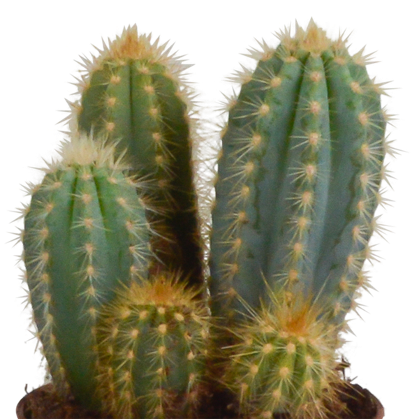 Kakteen Mix 3 Pflanzen Ø10,5cm – pflegeleichtes Pflanzen Set für Urban Jungle, Fensterbank, Wohnzimmer & Büro – Plant