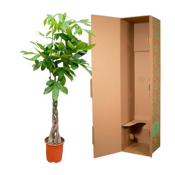 Glückskastanie – Pachira Aquatica – Zimmerpflanze 110cm – Ø21cm – Geldbaum mit geflochtenem Stamm – Exotische Grünpflanze für Wohnzimmer & Büro – Plant