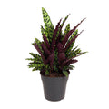 Korbmarante Calathea Lancifolia – Zimmerpflanze – Ø27cm – ↕70cm – Tropische Zimmerpflanze mit exotischem, schlangenähnlichem Blattmuster – Plant