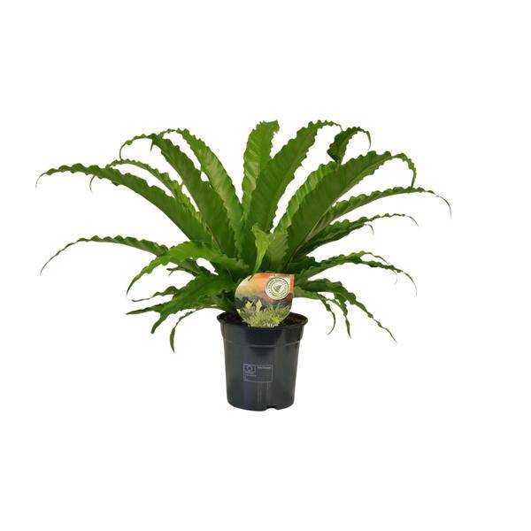 Nestfarn – Asplenium Osaka – Zimmerpflanze – Ø17cm – ↕40cm – pflegeleichte Farnpflanze mit eleganten Wedeln – tropische Grünpflanze für Innenräume – Plant