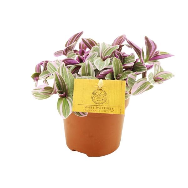 Tradescantia Sweetness – Dreimasterblume – Zimmerpflanze – Ø10,5cm – Höhe ca. 10cm – Kompakte, pflegeleichte Blattschmuckpflanze – Plant