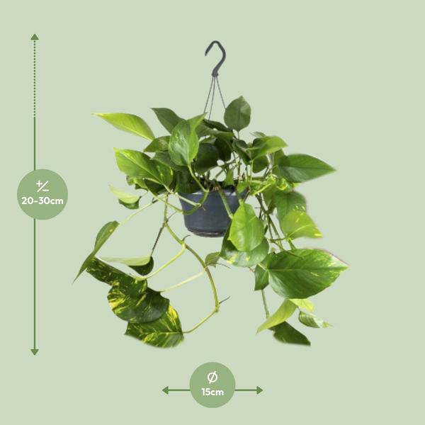 Efeutute – Epipremnum Aureum – Ø15cm x H25cm – Schneller Wuchs – Pflegeleichte Zimmerpflanze – Luftreinigend – Kletter – & Hängepflanze – Plant