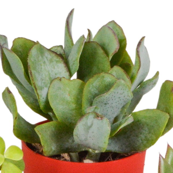 Sukkulenten Mix 5 Pflanzen Ø5,5cm – pflegeleichtes Pflanzen Set für Urban Jungle, Fensterbank, Wohnzimmer & Büro – Plant