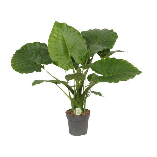 Elefantenohr – Alocasia gageana 'California' – tropische Zimmerpflanze – Ø21cm – ↕80cm – exotische Großpflanze mit dekorativen Blättern – Plant