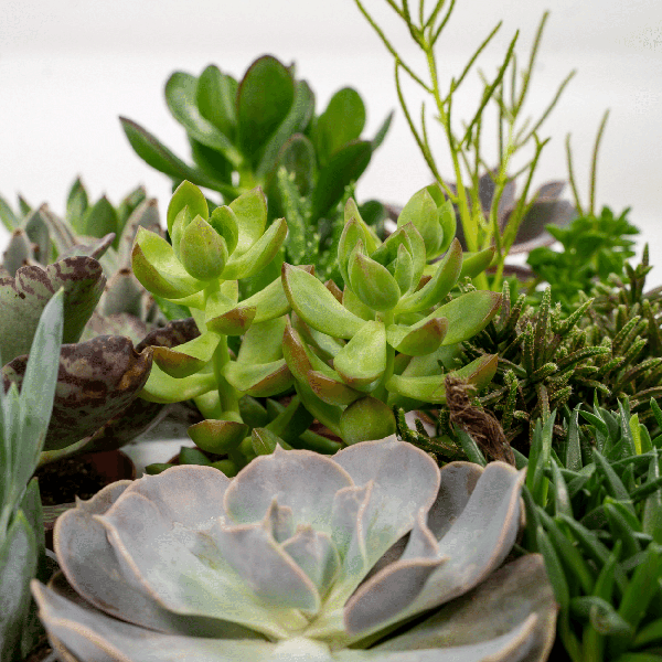 Sukkulenten Mix 18 Pflanzen Ø8,5cm ↕10cm – pflegeleichtes Pflanzen Set für Urban Jungle, Fensterbank, Wohnzimmer & Büro – Plant