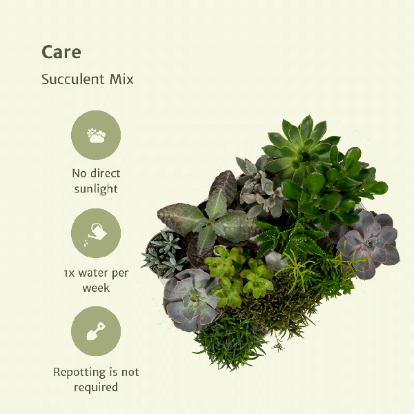 Sukkulenten Mix 18 Pflanzen Ø8,5cm – pflegeleichtes Pflanzen Set für Urban Jungle, Fensterbank, Wohnzimmer & Büro – Plant