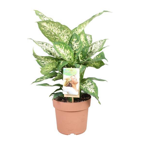 Dieffenbachie Compacta – Dieffenbachia seguine – Zimmerpflanze – Ø17cm – ↕45cm – pflegeleichte tropische Grünpflanze mit dekorativen Blättern – Plant