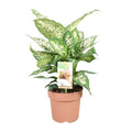Dieffenbachie Compacta – Dieffenbachia seguine – Zimmerpflanze – Ø17cm – ↕45cm – pflegeleichte tropische Grünpflanze mit dekorativen Blättern – Plant