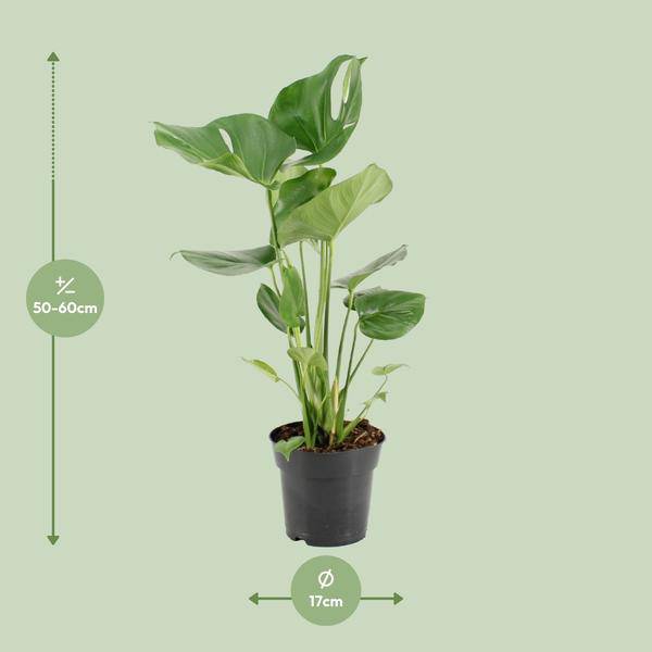 Köstliches Fensterblatt – Monstera Deliciosa – pflegeleichte Zimmerpflanze – Ø17cm – ca. 60cm hoch – dekorative Grünpflanze mit großen Blättern – Plant
