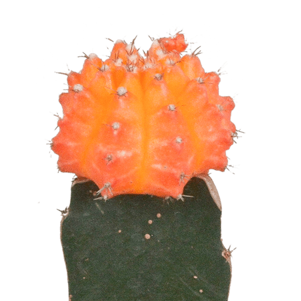 Sukkulenten & Kakteen Mix 3 Pflanzen Ø5,5cm – pflegeleichtes Pflanzen Set für Urban Jungle, Fensterbank, Wohnzimmer & Büro – Plant
