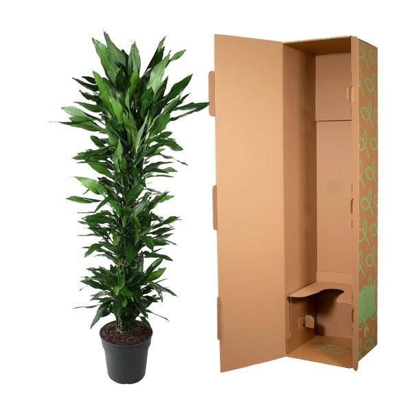 Drachenbaum Zimmerpflanze Ø34cm ↕170cm – pflegeleichte Grünpflanze für Wohnzimmer, Büro & helle Standorte kaufen – Plant