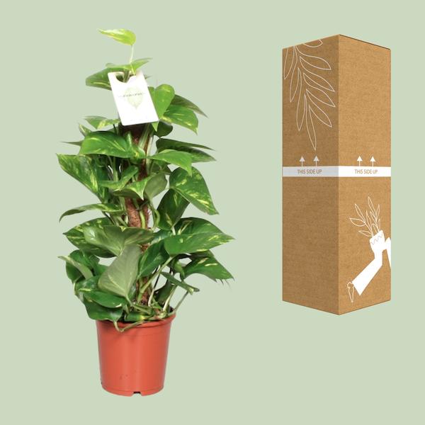 Efeutute Epipremnum Scindapsus Pinnatum – Goldene Efeutute am Moosstock – Zimmerpflanze Ø15cm ↕60cm – Herzförmige Blätter – Plant