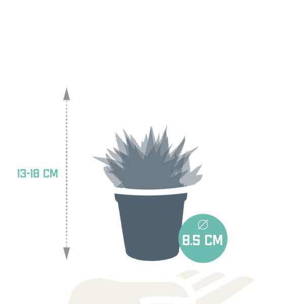 Sukkulenten Mix Gasteria & Haworthia – 3 Pflanzen – Ø8,5cm Zimmerpflanzen – Verschiedene Mini – Sukkulenten – Plant