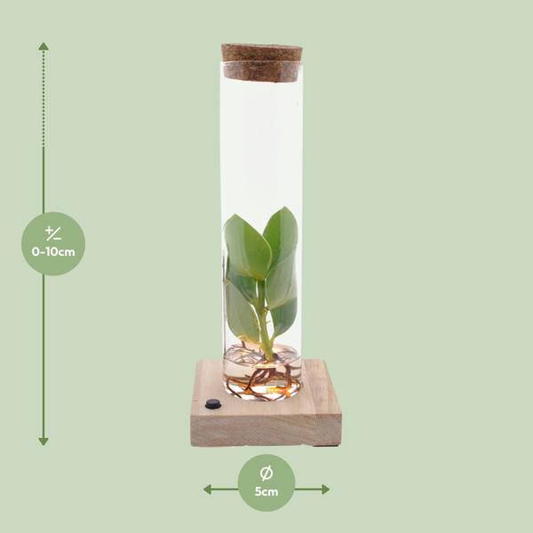 Clusia im Röhrenglas mit LED – Ø5cm – ↕10cm – dekorative Hydroponik – Zimmerpflanze – stilvolle Glasdeko für Zuhause & Büro – Plant