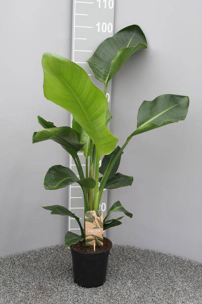 Baum – Strelitzie Strelitzia Nicolai Zimmerpflanze Ø17cm ↕70cm – tropische Grünpflanze für Wohnzimmer, Büro & helle Standorte kaufen – Plant