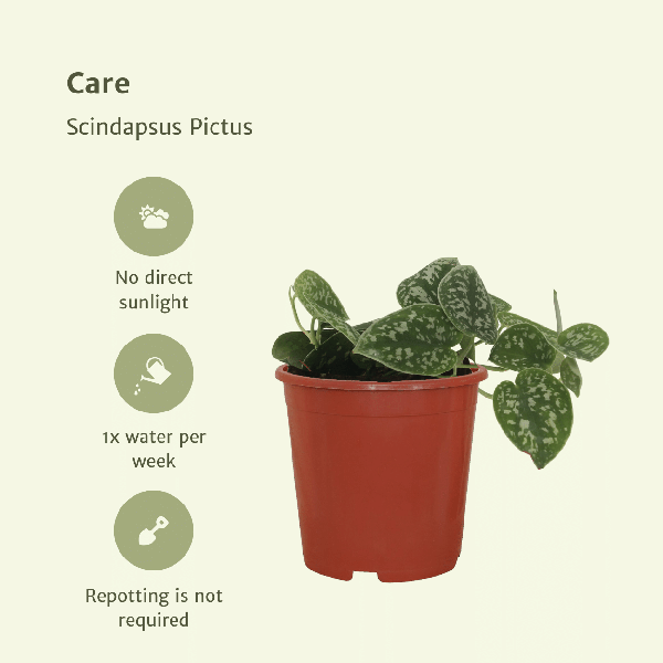 Efeutute Scindapsus pictus Epipremnum Zimmerpflanze Ø12cm – pflegeleichte Grünpflanze für Wohnzimmer, Büro & helle Standorte kaufen – Plant