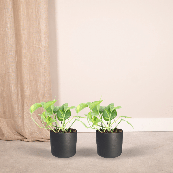Efeutute Epipremnum Aureum Scindapsus Zimmerpflanze Ø12cm ↕20cm – pflegeleichte Grünpflanze für Wohnzimmer, Büro & helle Standorte kaufen – Plant