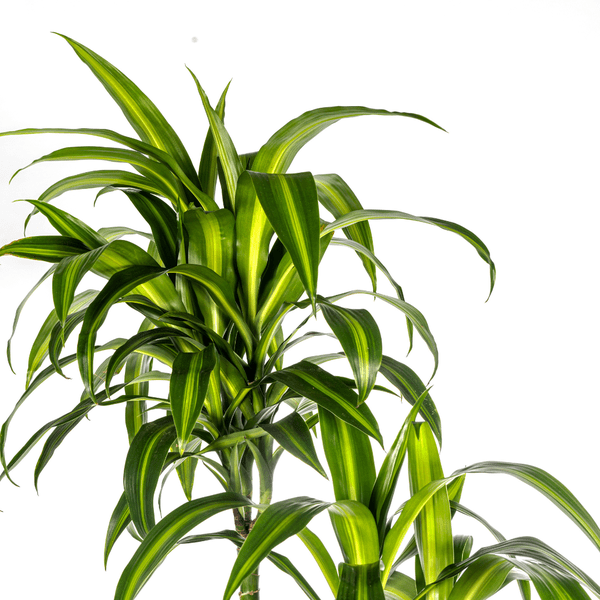 Drachenbaum Dracaena Deremensis Hawaiian Sunshine – Zimmerpflanze – Ø27cm – Höhe 180cm – Tropischer Look & pflegeleicht – Plant
