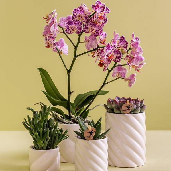 Dekotopf Candy Hoch – Weiß – Ø6cm – Eleganter Keramik Blumentopf in glänzender Optik – Hohe Form – Für Mini – Stilvolle Deko für Innenräume – Plant