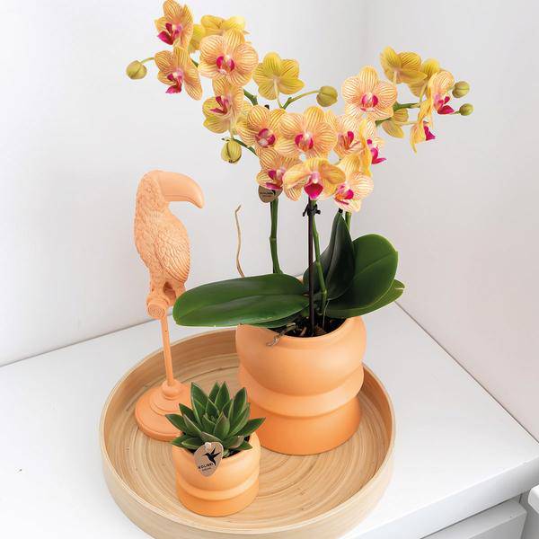 Dekorative Bambusschale – Rund – Ø30cm – Natürliches Tablett für Pflanzen, Töpfe & Wohnaccessoires – Schlicht & vielseitig kombinierbar – Plant