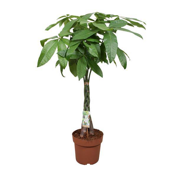 Glückskastanie Pachira Aquatica Zimmerpflanze Ø24cm ↕120cm – pflegeleichte Grünpflanze für Wohnzimmer, Büro & helle Standorte kaufen – Plant