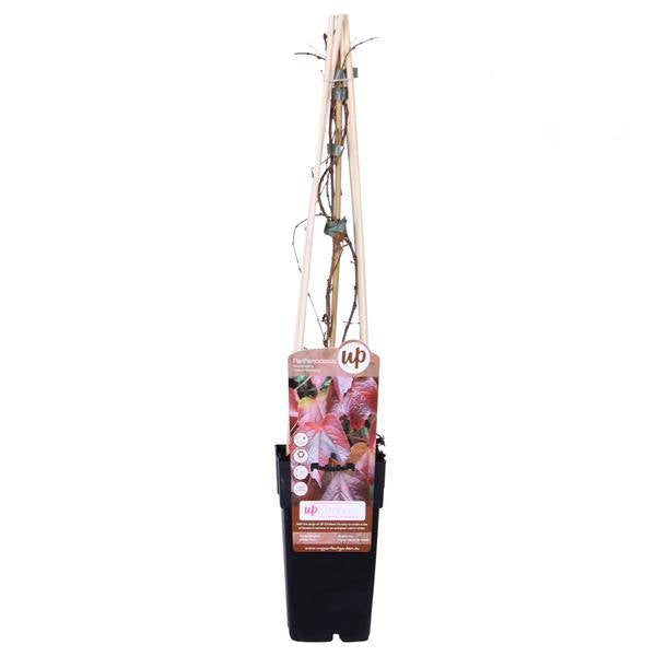 Parthenocissus tricuspidata Veitch Boskoop – Dreilappige Jungfernrebe – Kletterpflanze – Ø15cm – Höhe ca. 65cm – Schnellwachsende Fassadenbegrünung – Plant