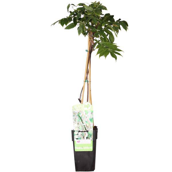 Weißer Blauregen Wisteria floribunda ‘Longissima Alba’ Gartenpflanze Ø15cm ↕65cm – winterharte Pflanze für Garten, Balkon, Terrasse, Kübel & Beet – Plant