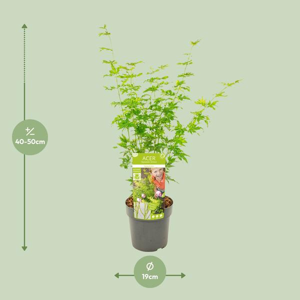 Japanischer Fächerahorn Acer palmatum ‘Going Green’ Gartenpflanze Ø19cm ↕50cm – winterharte Pflanze für Garten, Balkon, Terrasse, Kübel & Beet – Plant