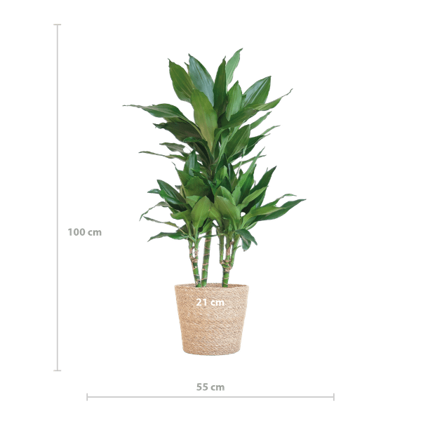 Dracaena Janet Lind 95cm – Drachenbaum Zimmerpflanze Ø21cm – pflegeleichte grüne Pflanze mit luftreinigend – inkl. handgeflochtenem Seegras – Plant