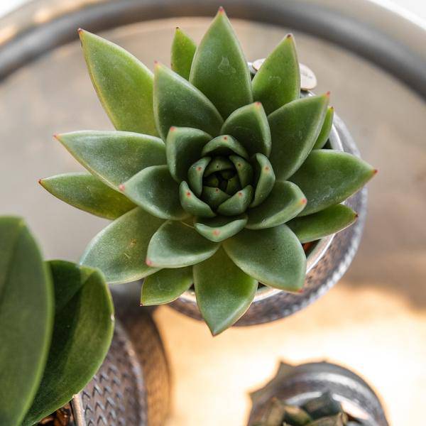 Sukkulenten 2er – Set in silbernen Rillen – Keramik – Ziertöpfen Zimmerpflanze Ø9cm – pflegeleichte Sukkulente für Wohnzimmer, Büro & helle Standorte – Plant