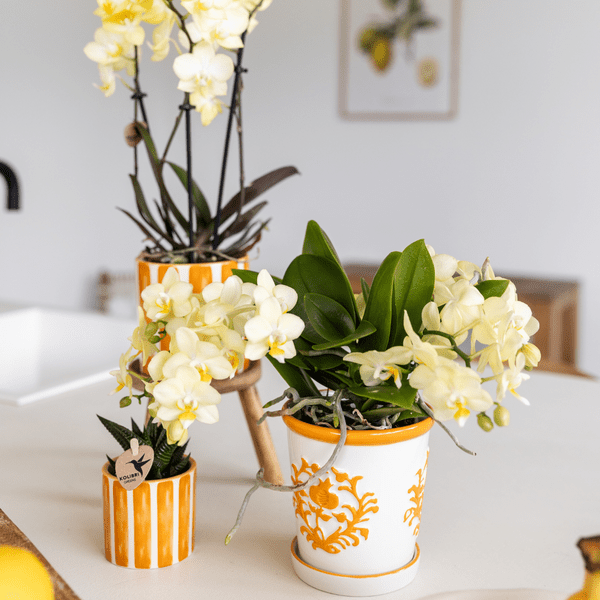 Malaga Blumentopf Orange Ø9cm – Keramiktopf in sommerlichem Design – Pflanzentopf für Zimmerpflanzen & Kräuter – Plant